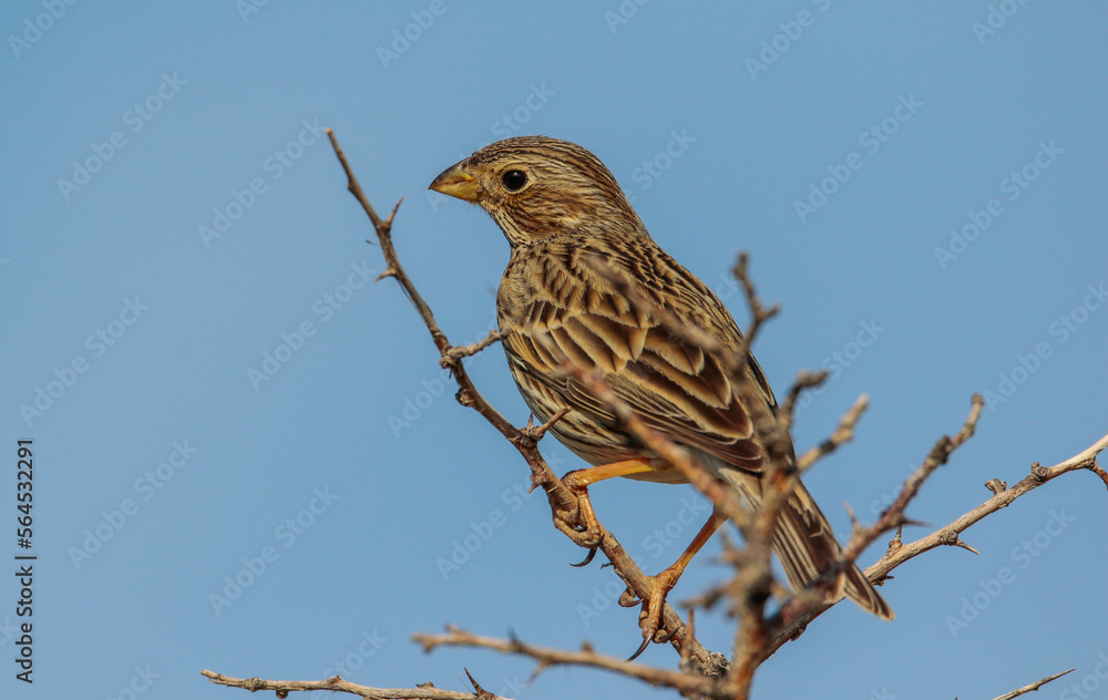 Corn Bunting (Emberiza calandra) is a songbird. It is common in Turkey. Corn Bunting (Emberiza calandra) is a songbird. It is common in Turkey.