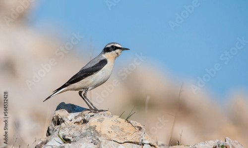 Northern Wheatear (Oenanthe oenanthe ) is a common songbird in Asia, Europe, America and Africa. It lives in open and stony areas. © selim