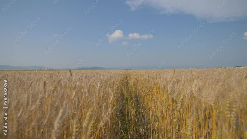 Running in a sunny wheat field, in Romania