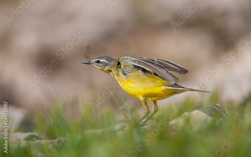 Western Yellow Wagtail (Motacilla flava) is a songbird that lives in Asia, Europe and America.