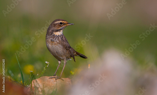 Bluethroat (Luscinia svecica) is a songbird living in Asia, Europe and North Africa. It is seen in all seasons in Turkey.