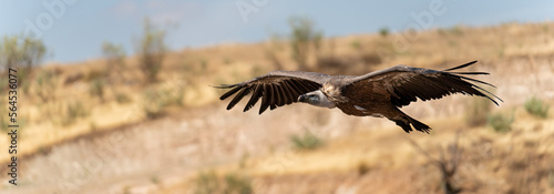 Profile view panorama of vulture gliding with blurred background © F.C.G.