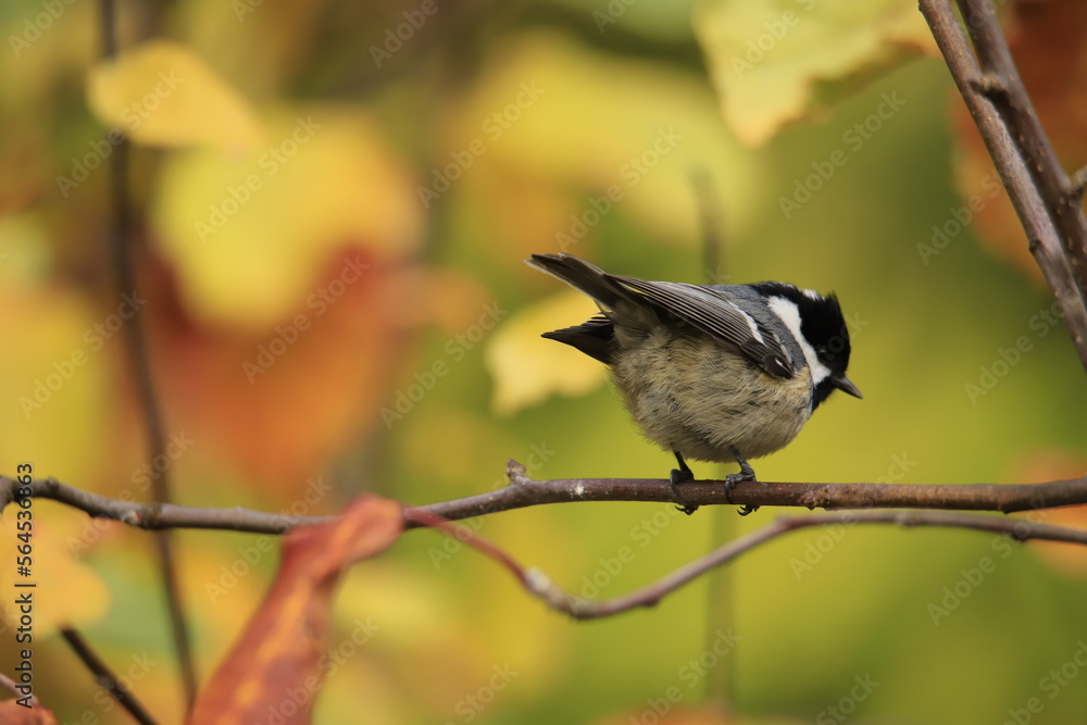 Obraz premium bird on a branch