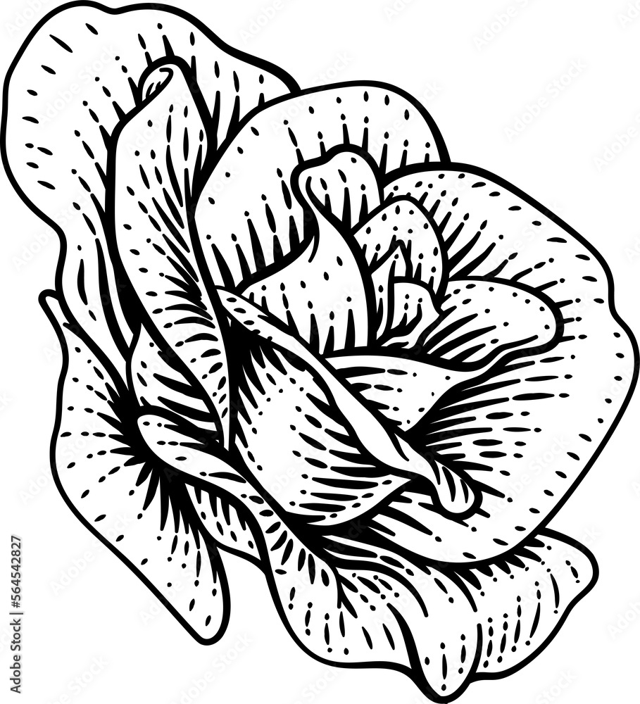 Fototapeta premium Rose Flower Design Woodcut Vintage Retro Style