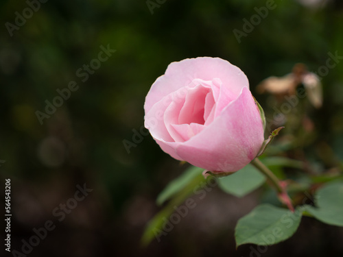pink rose