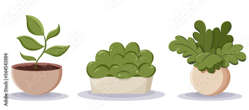 Set of home plants in the minimalistic pots. Home decor and gardening concept. Cute isolated vector illustration for product design and decoration
