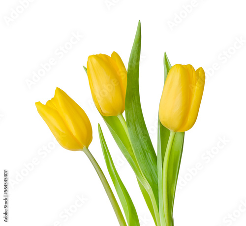Three yellow tulips isolated on a white background. Spring flowers. Spring background. Copy space