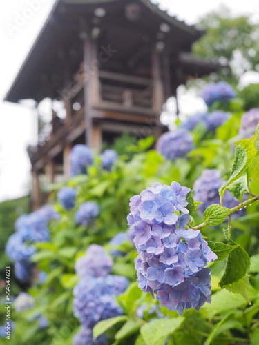 あじさいの咲いたお寺の境内