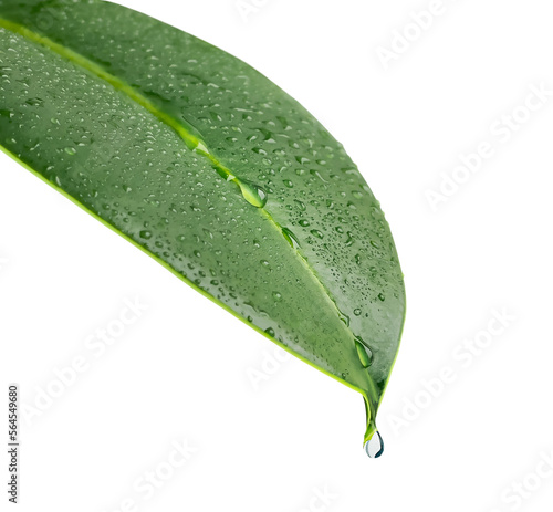A green leaf of a plant with drops of water. A drop of water drips from the tip of the leaf. Isolated. Close-up on a white background. Macro nature. Copy space