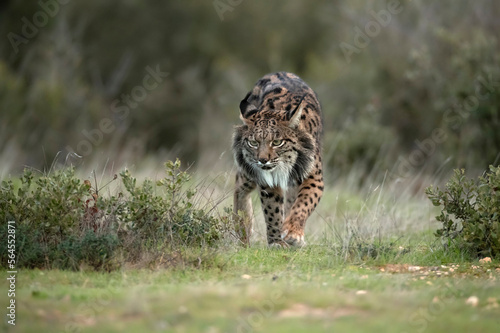 Photography Adult male Iberian lynx in a Mediterranean oak forest with the first light of da