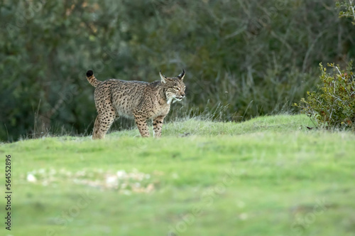 young female Iberian lynx in a Mediterranean oak forest with the first light of dawn
