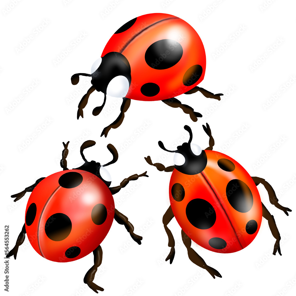 Fototapeta premium ladybug illustration
