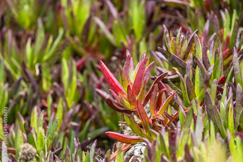 Close-up of a red ice plant, Carpobrotus edulis, on the sand dunes of the Pacific Ocean in California, USA photo