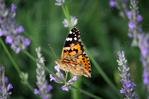 butterfly on flower