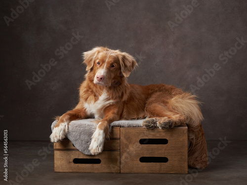 Nova Scotia duck tolling retriever on appleboxes. Dog on a canvas brown background in studio photo