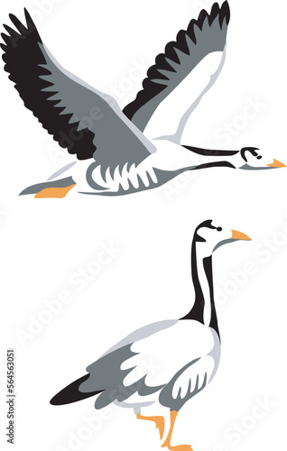 Bar-headed goose - illustration