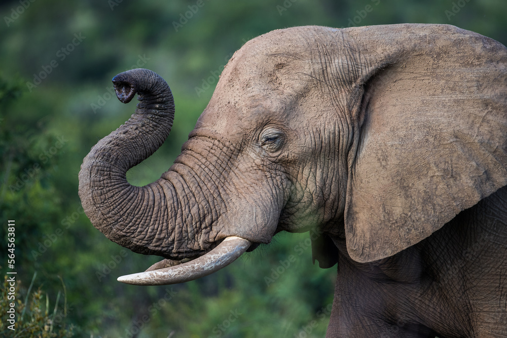 Obraz premium African Elephant raises its trunk