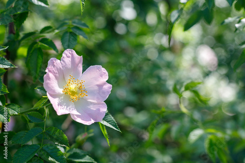 Close up of a dog rose, Rosa canina, with green leaves in summer