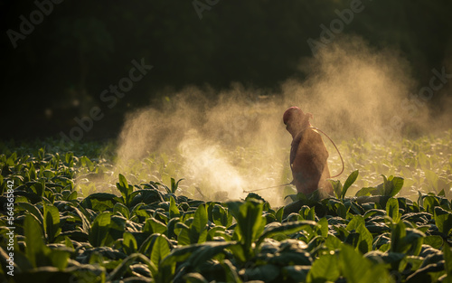Fotografie Farmer working in the field and spraying chemical or fertilizer to young tobacco