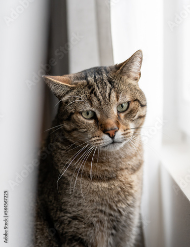 Cat portrait - sitting at window