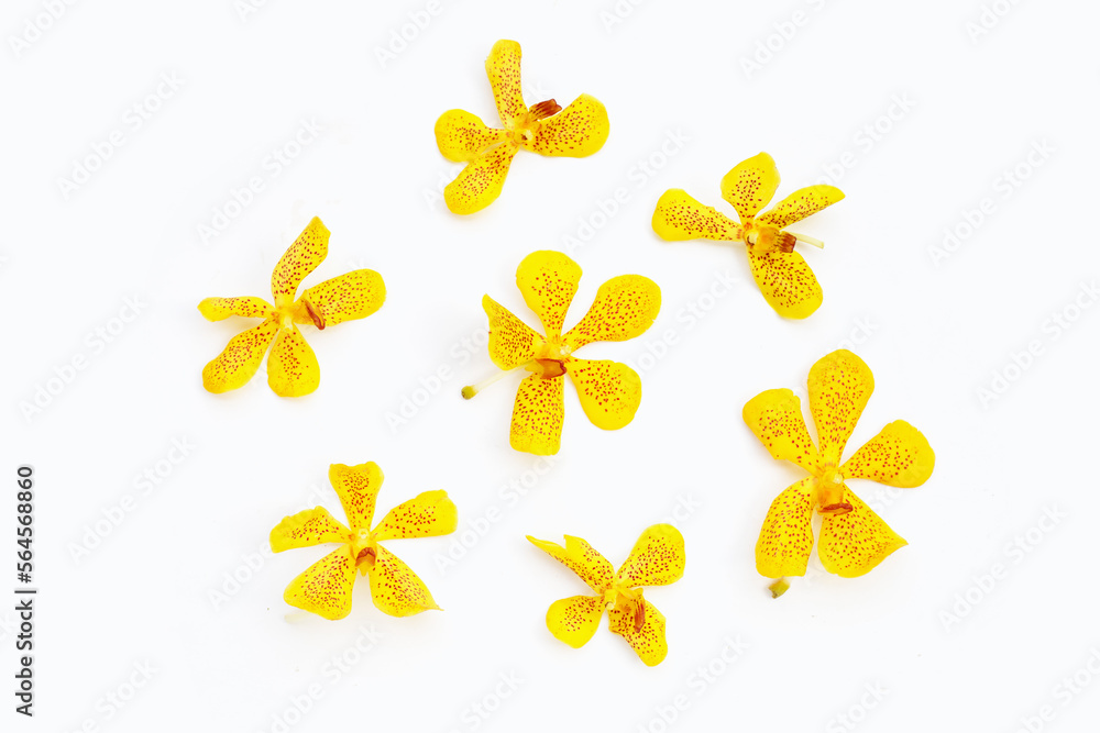 Fototapeta premium Yellow orchid flowers isolated on white background