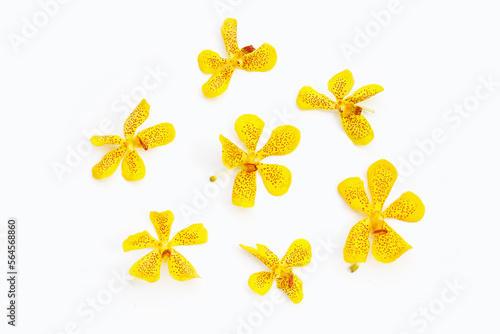 Yellow orchid flowers isolated on white background