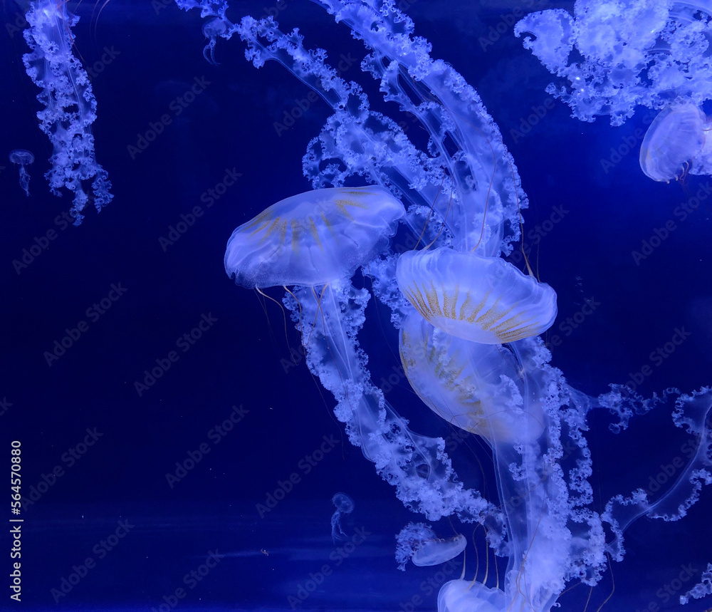 Fantastic Jellyfish dancing under the sea Fantastic Jellyfish dancing under the sea