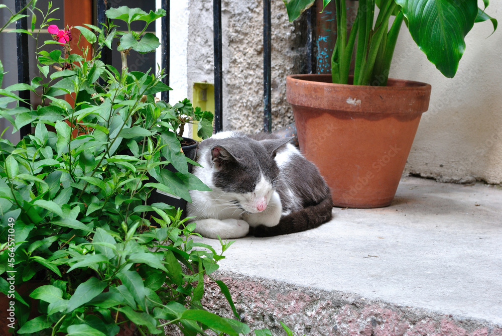 Close Up of Sleeping Cat beside Pot Plant 