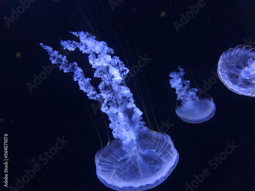 Принти на полотні Jellyfish diving down under the sea
