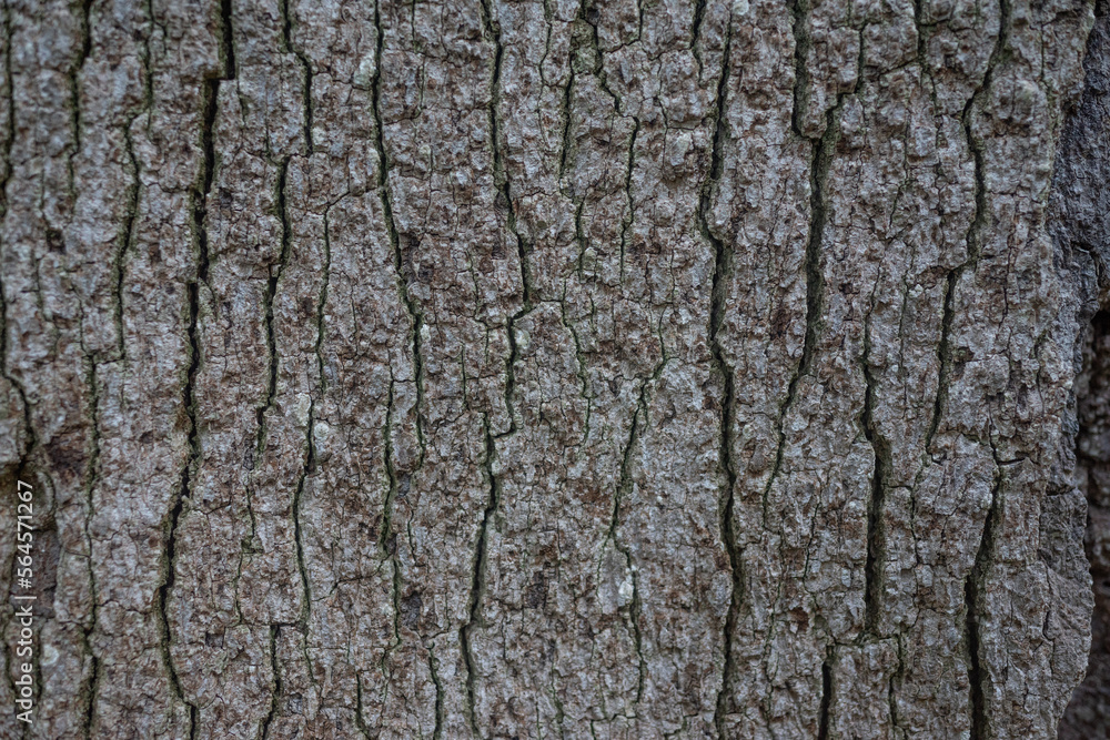 Bark texture closeup. Cracked aged surface background Bark texture closeup. Cracked aged surface background