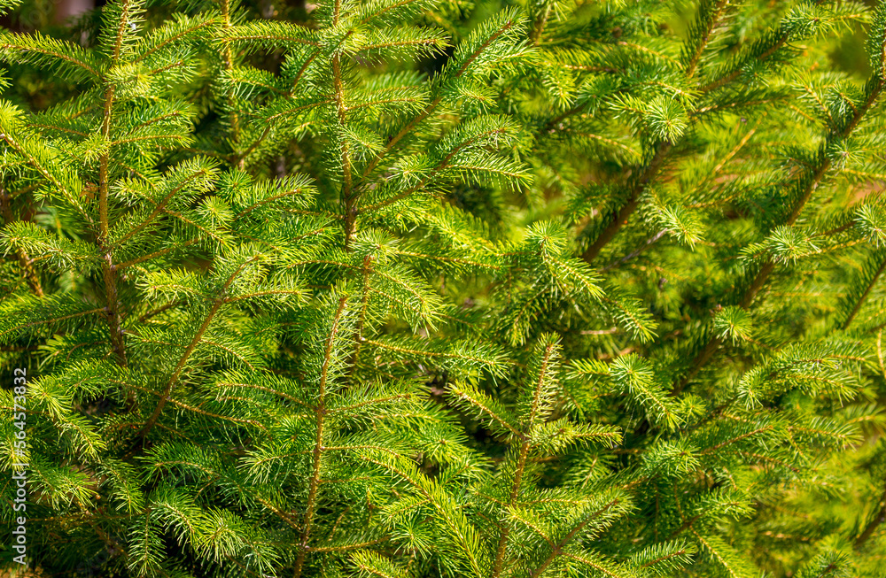 Fir branches close-up. Coniferous trees in the forest. Winter Christmas background. Christmas background, beautiful nature Fir branches close-up. Coniferous trees in the forest. Winter Christmas background. Christmas background, beautiful nature