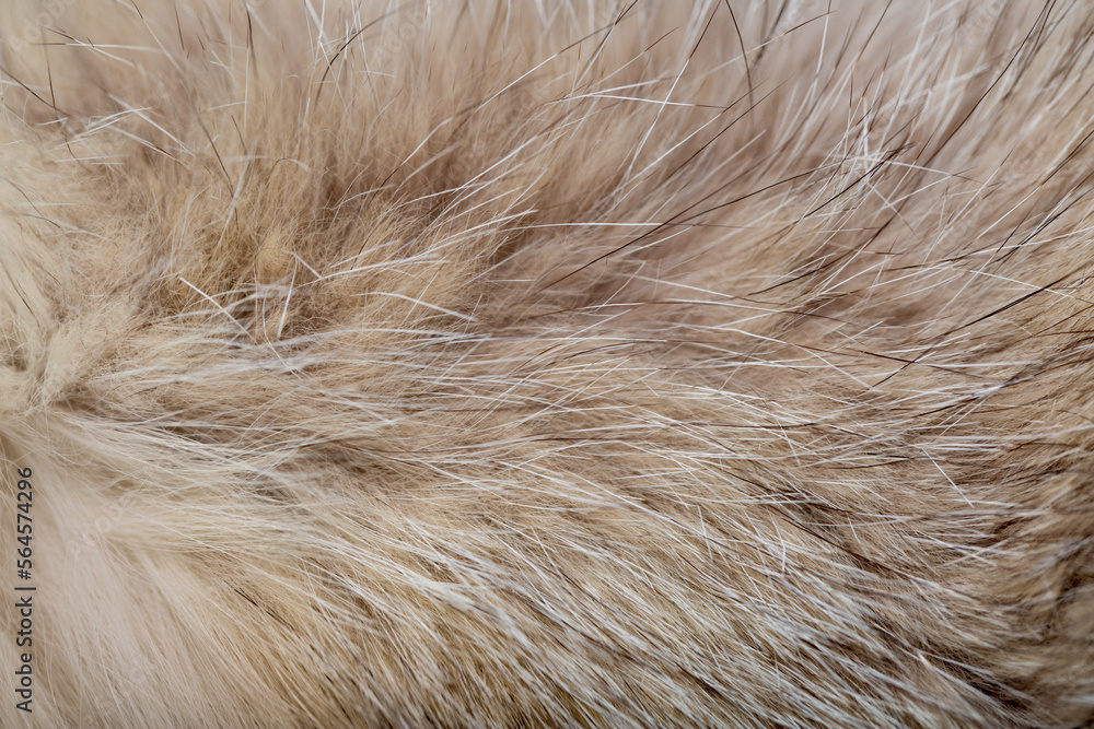 Animal fur close up. Background of gray sable and red fox or chinchilla wool, pile fur texture. Animal fur close up. Background of gray sable and red fox or chinchilla wool, pile fur texture.