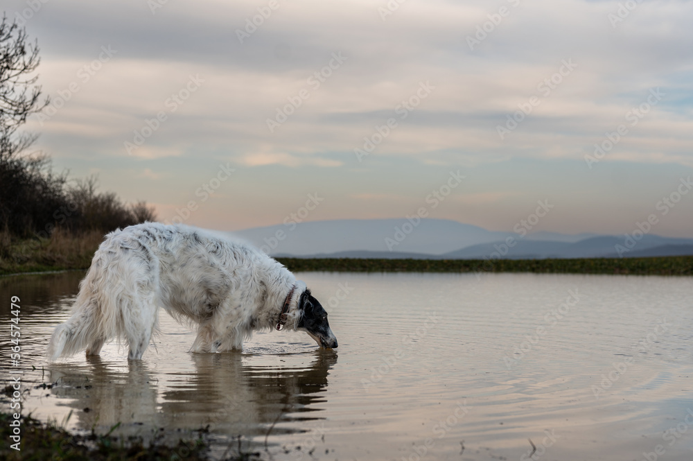 Fototapeta premium Russian wolfhound dog in wild lake water outdoor