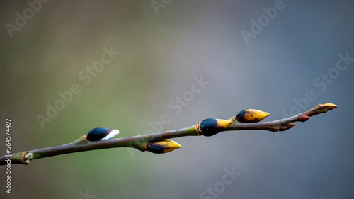 buds on a branch