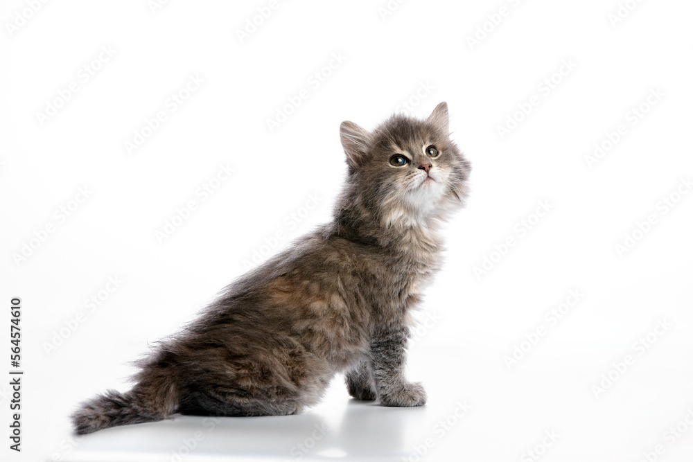 A gray cat sits on a white background looking up to the side.