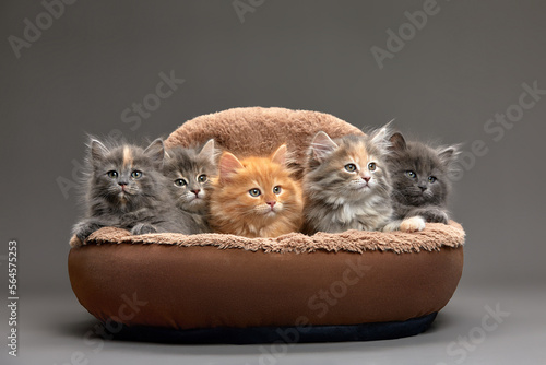 Fotografia, Obraz Little kittens are sitting in a cat bed, little kittens are playing in a cat bed, on a gray background
