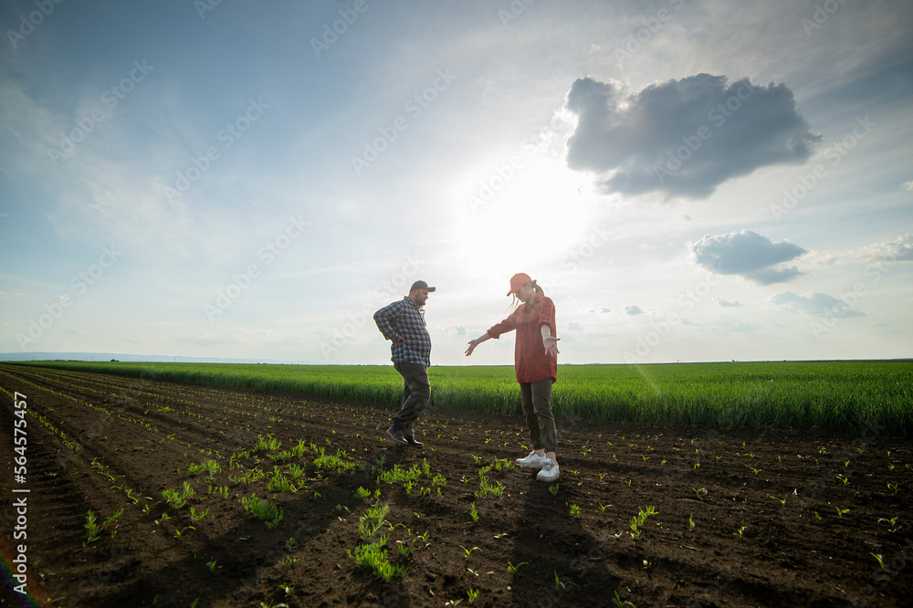 Fototapeta premium Young farmers examing planted young corn