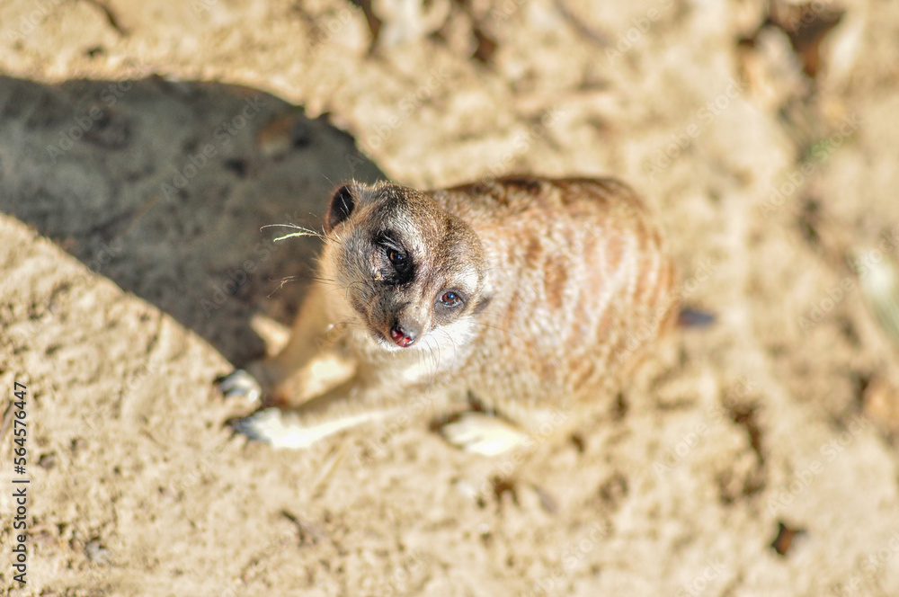 Playful meerkats in Africa. They bask in the sun, watch and play with their families. Playful meerkats in Africa. They bask in the sun, watch and play with their families.