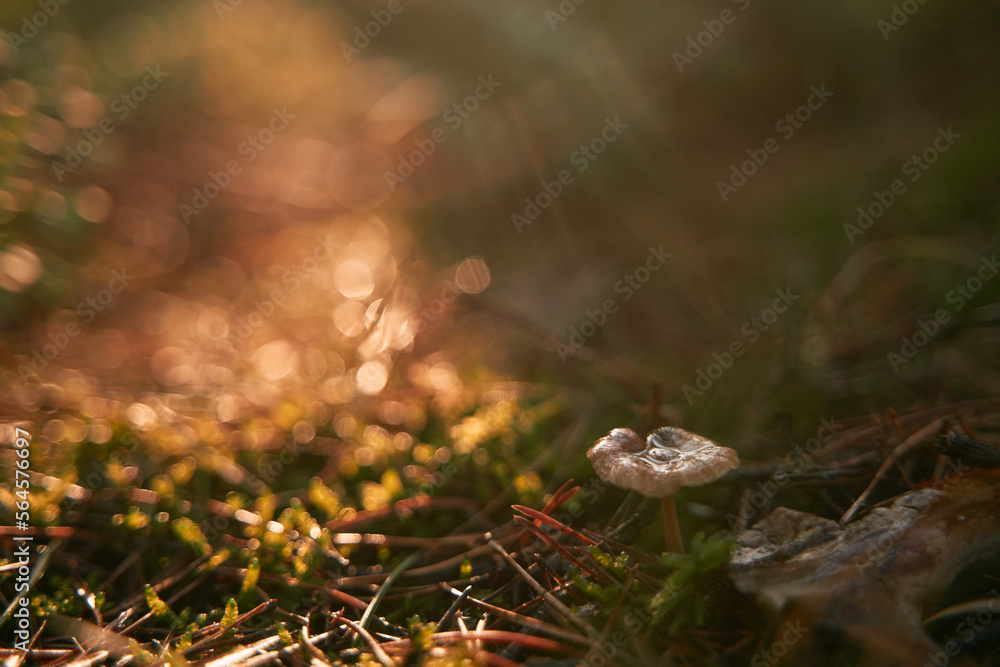 Mushroom in the woods. Macro close-up of fresh mushroom shining in the sun rays