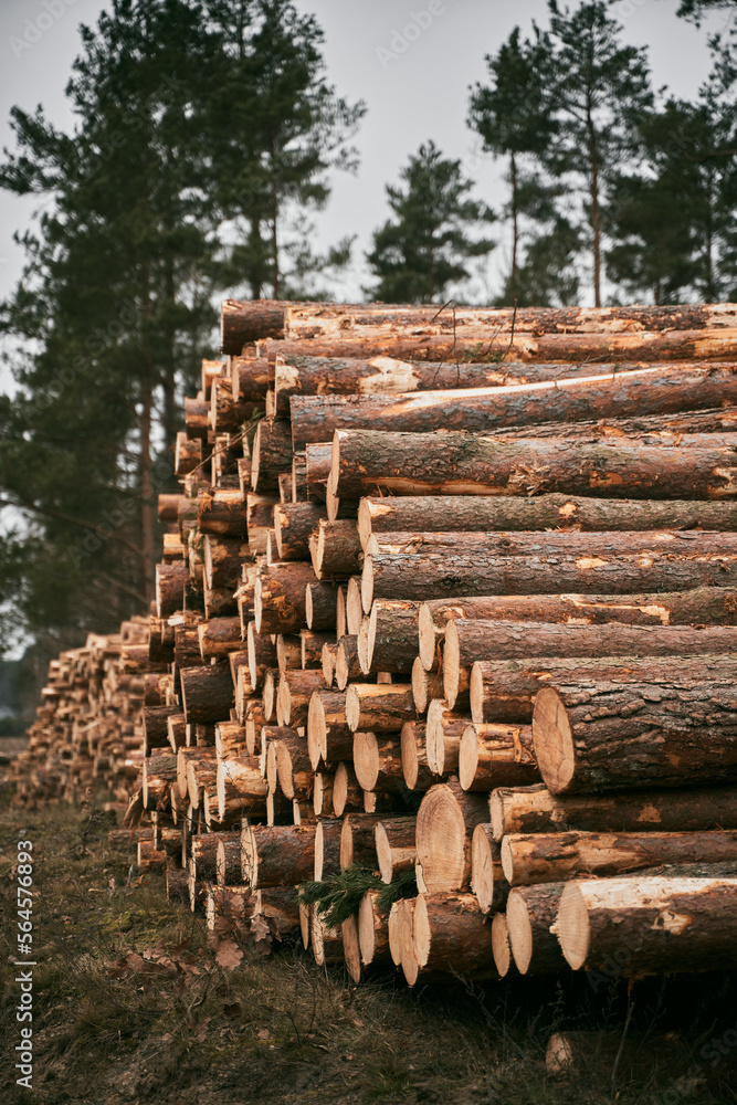 Forest pine and spruce trees. Log trunks pile, the logging timber wood industry. Forest pine and spruce trees. Log trunks pile, the logging timber wood industry.