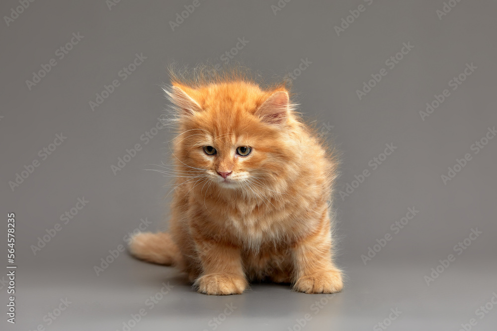 Little cute ginger kitten on a gray background, makes the first steps looks into the camera, gray background, copy space.