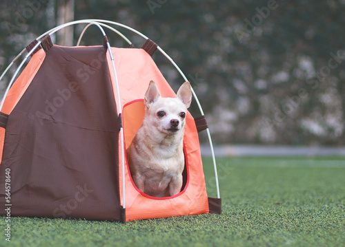 brown short hair Chihuahua dog sitting inside orange camping tent on green grass, outdoor. Pet travel concept.