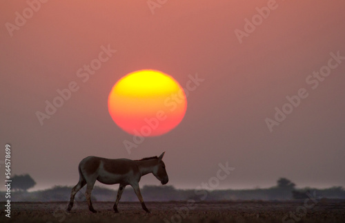 Wildass in sunset