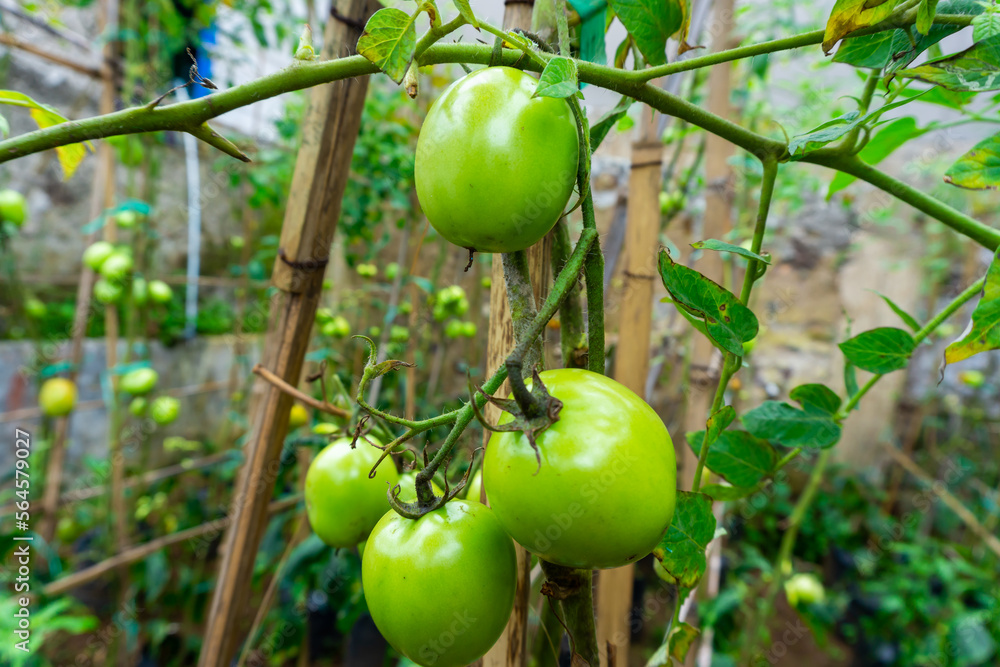 Fresh green tomatoes in the garden