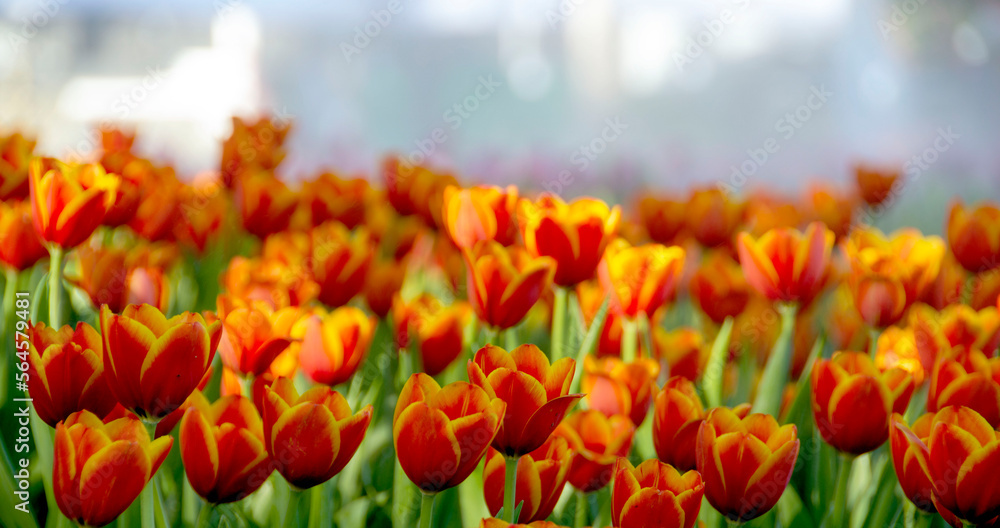 Orange tulips in the park during daytime