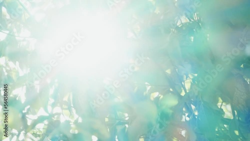 木漏れ日のイメージ