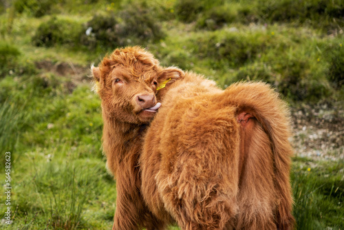 A calf sucking the back of its fur with its tongue.