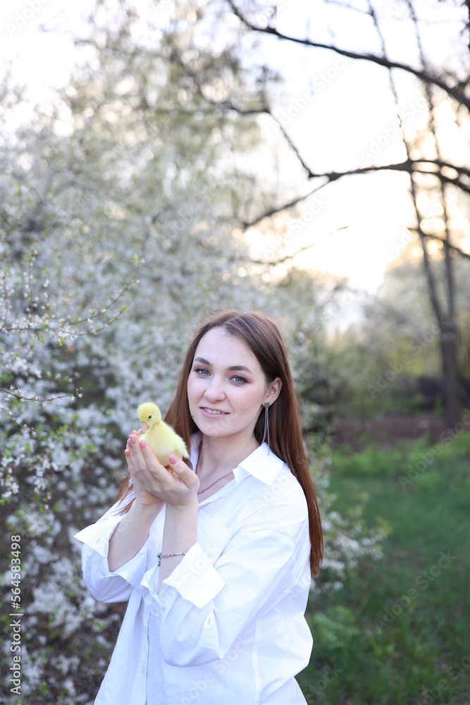 a beautiful girl in a white shirt near a blooming tree holds a small yellow duckling in her hands. Beautiful warm spring and blossoming trees a beautiful girl in a white shirt near a blooming tree holds a small yellow duckling in her hands. Beautiful warm spring and blossoming trees