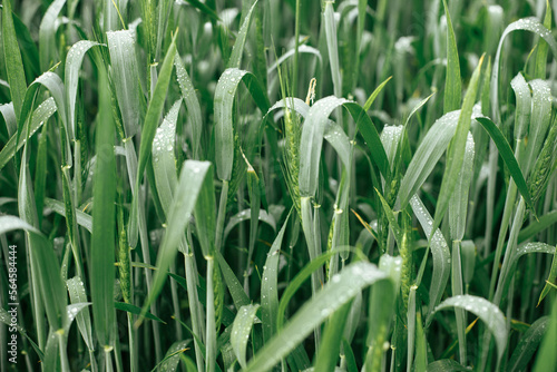 Wheat field after rain. Green wheat ears and stem in water drops close up. Agriculture. Summer in countryside  floral wallpaper. Rye crop