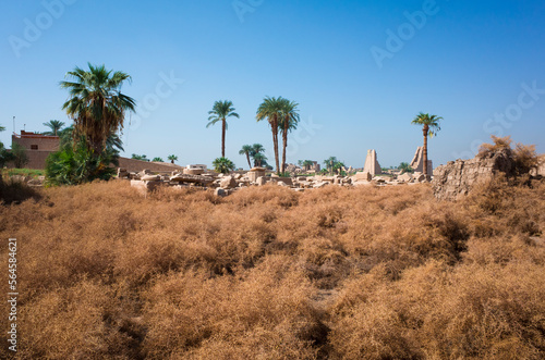 Dry thorny bushes and a view of the ruins of an ancient Karnak Temple outside Luxor, Egypt
